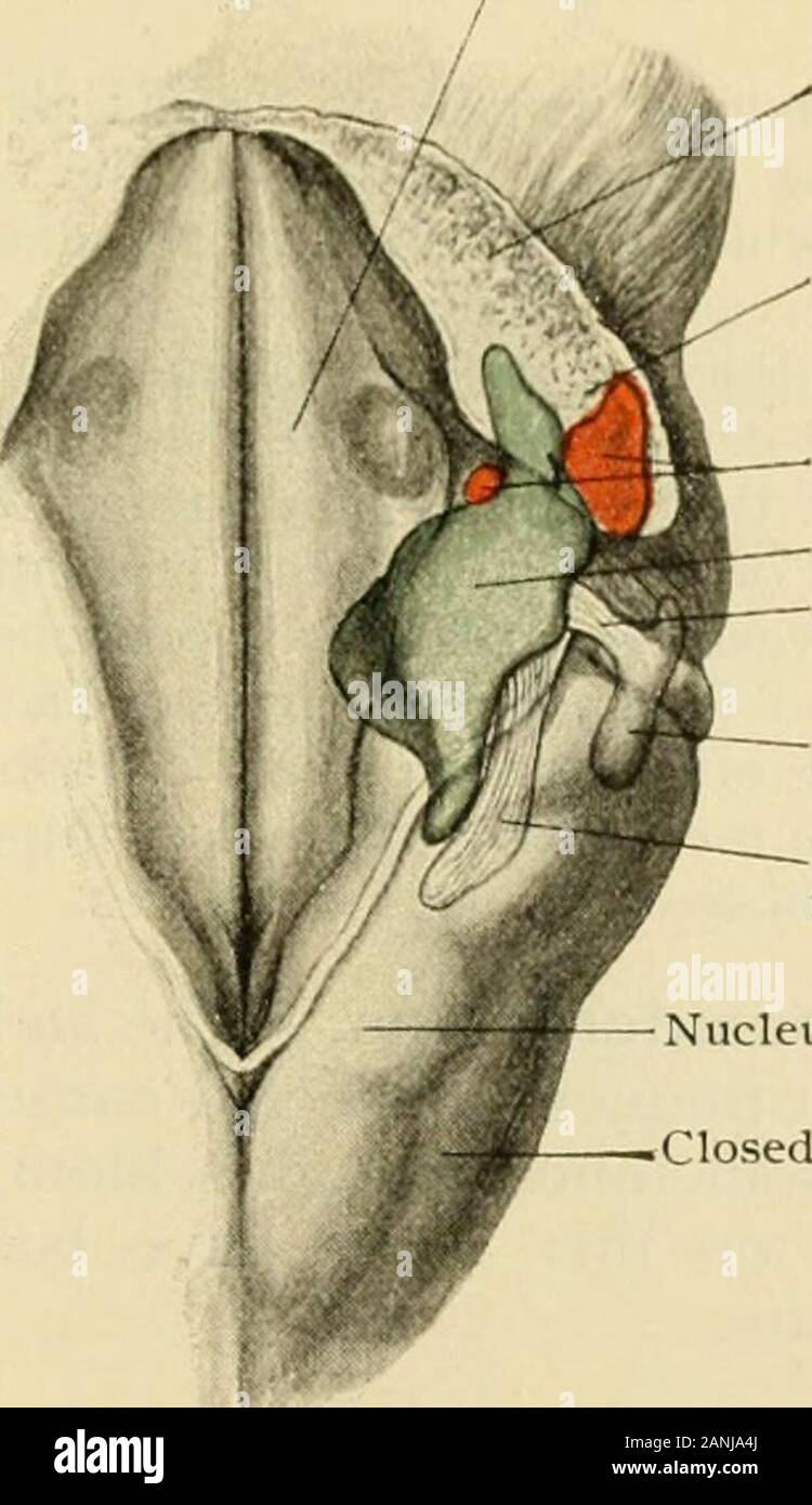 Anatomia Umana, tra cui la struttura e lo sviluppo e considerazioni di ordine pratico . lar fibre, e {b) un smallermass di cellule che si trova al di sopra di quella più grande e in parte all'interno e in parte all'esterno i lati del tratto di fibre vestibolare. L'apice della grande massa triangolare si avvicina themid-linea e del suo superiore ed inferiore degli angoli basali sono prolungati verso l'alto e verso il basso alongthe tratto vestibolare. Quando esaminato microscopicamente la grande massa è stato trovato includere tre suddivisioni : (a)una rastremazione caudalmente diretto nucleo che continua l'angolo inferiore lungo il descendingvestib Foto Stock