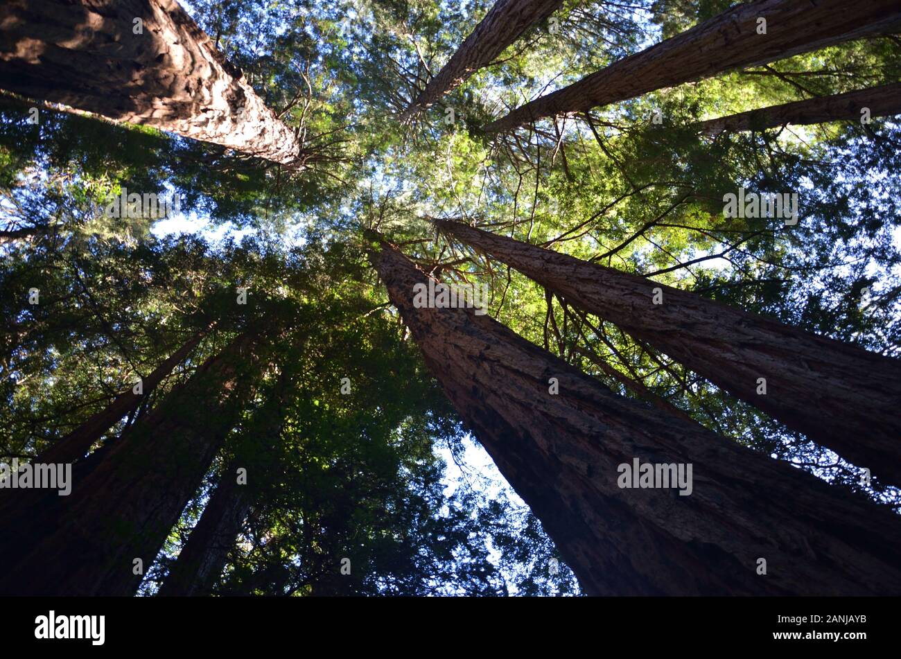 In un parco nazionale la vista di una piccola parte del cielo sotto il gigante rosso pini Foto Stock