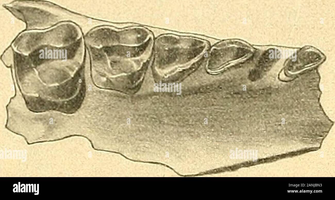 Die Säugetiere des Schweizerischen Eocaens : Catalogo critischer der Materialien . er Stärke zeigt der Mandibularcanin eine ähnlich beschränkte varia-bilität wie sein antagonista. Von den Mandibularincisiven liegen mir blos die satt aneinander ge-schlossenen Alveolen un einigen Fundstücken vor und auch diese nur in mehroder weniger beschädigtem Zustande. Dagegen hat Leche (Figura XIX 1. c.) dieObenansicht einer Mandibel mitgeteilt, an der die J2 und die Stümpfe der Jx er-halten sind. In der relativen Grösse und in der Gestalt scheinen die beiden Zähnenicht von ihren Homologen bei A. parisiensis un Foto Stock