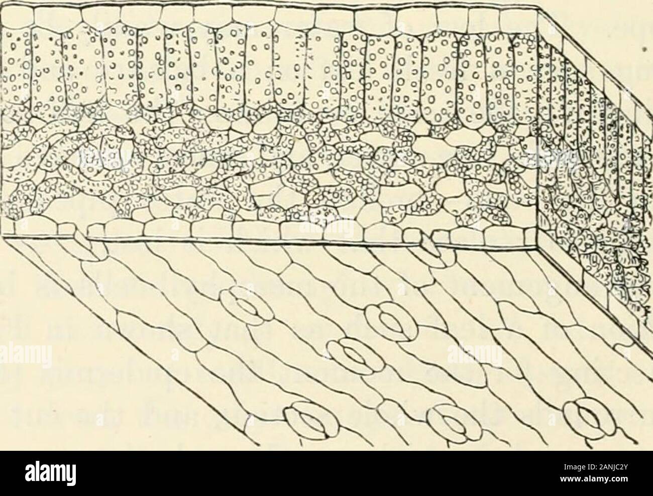 Alberi; un manuale di foresta-botanica per i boschi e il laboratorio . Fig. 25. La sezione trasversale attraverso una foglia di betulla betula alba, nella regione di un controfiletto e passando attraverso due piccole nervature c e e;d'epidermide superiore, al di sotto del quale è la palizzata-strato; b il premistoppa lowerepidermis; / stoma che conduce attraverso l'epidermide inferiore nell'inter-cellulare spazi del mesophyll spugnoso (ha). Il nome palizzata per loro e per i botanici generallyspeak di questo strato di mesophyll come la palizzata-tessuto o strato (Fig. 26). Ora osserviamo come è cambiato lo stato delle cose. Fig. Foto Stock