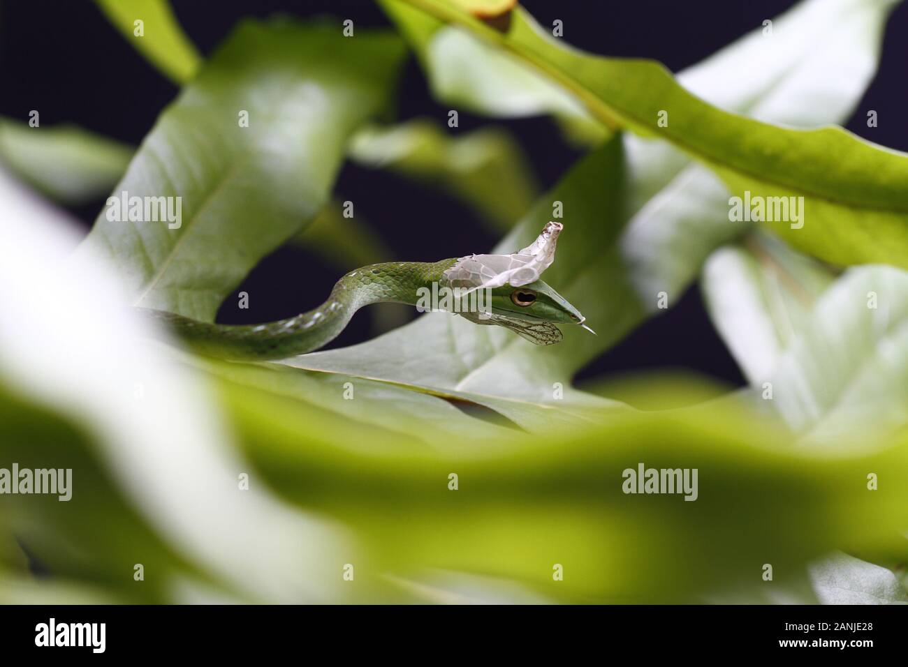 Chiusura del vitigno asiatici Snake (Ahaetulla prasina) versando la pelle. Foto Stock