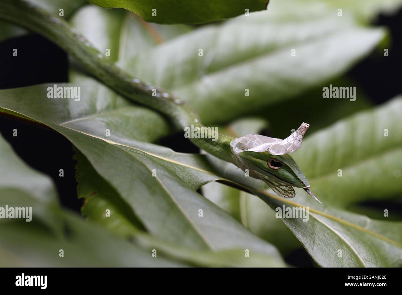 Chiusura del vitigno asiatici Snake (Ahaetulla prasina) versando la pelle. Foto Stock