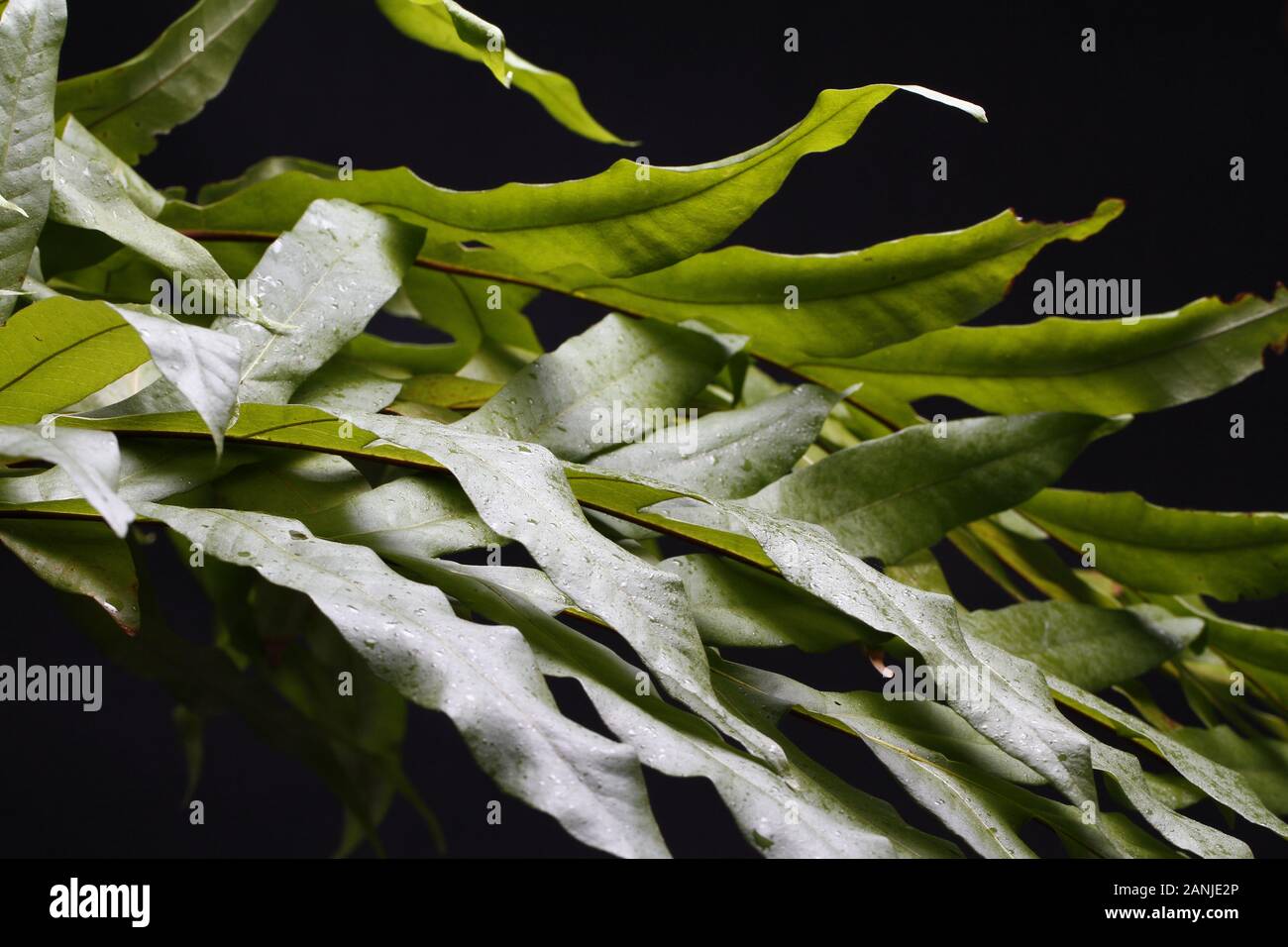 Chiusura del vitigno asiatici Snake (Ahaetulla prasina) versando la pelle. Foto Stock