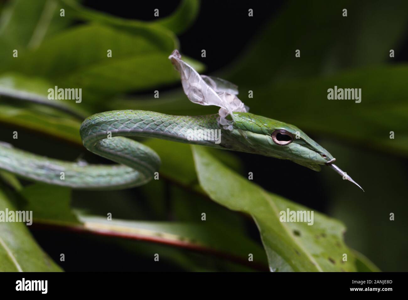 Chiusura del vitigno asiatici Snake (Ahaetulla prasina) versando la pelle. Foto Stock