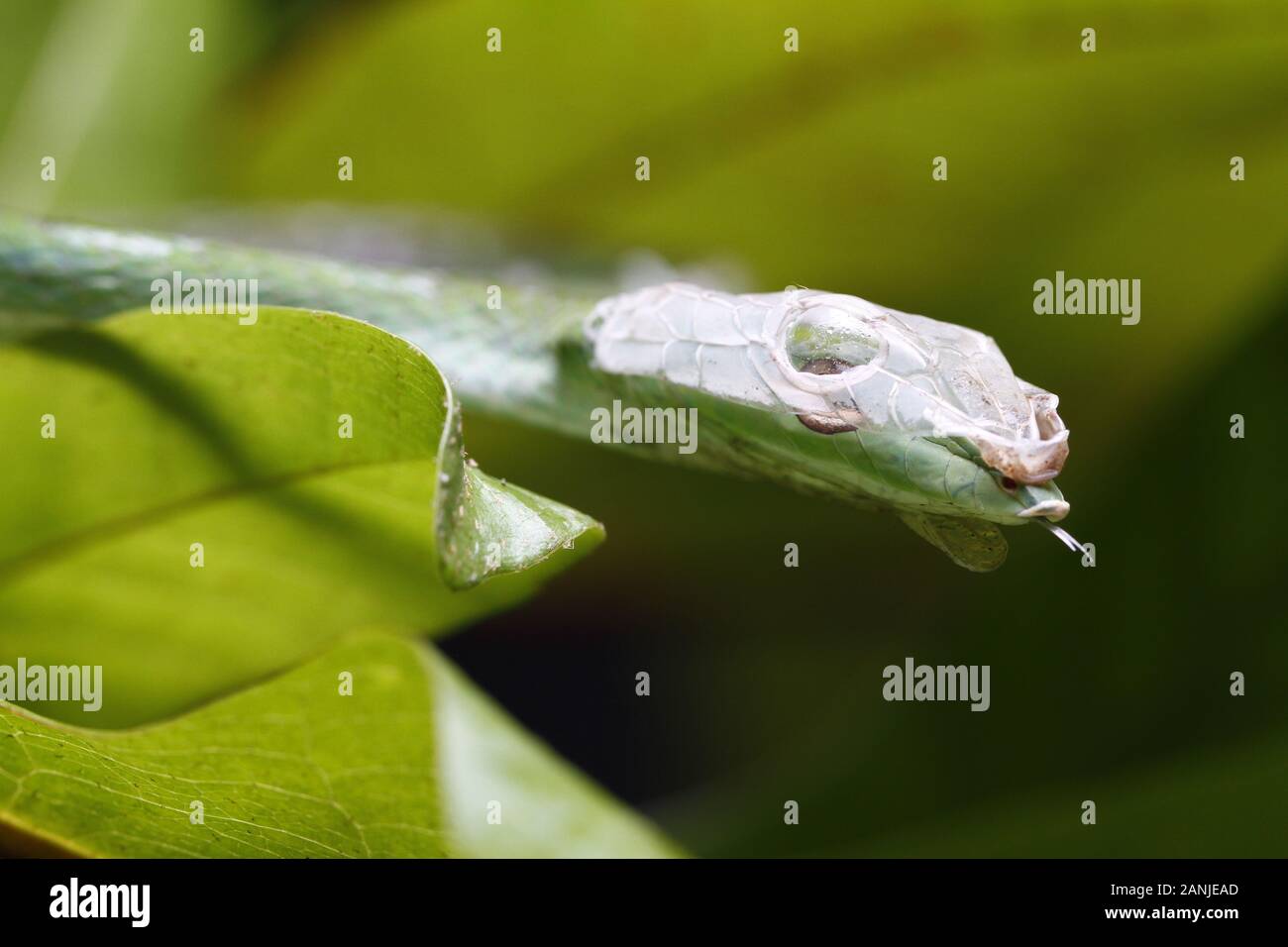 Chiusura del vitigno asiatici Snake (Ahaetulla prasina) versando la pelle. Foto Stock