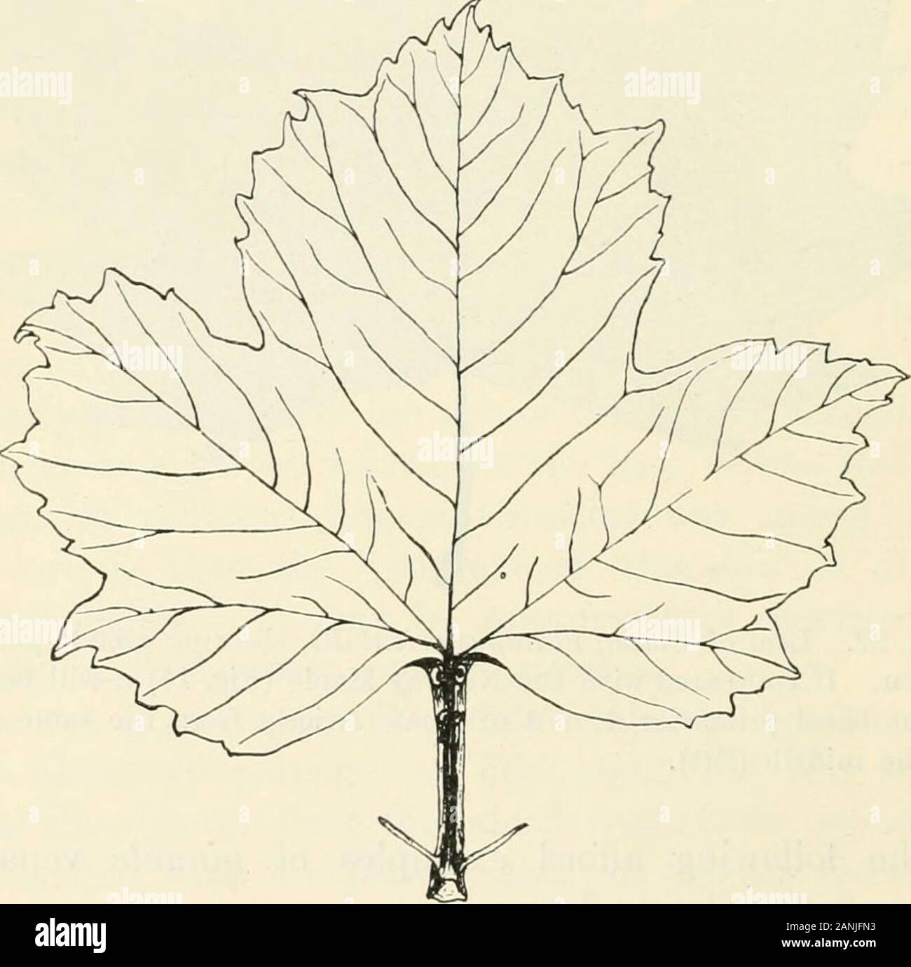 Alberi; un manuale di foresta-botanica per i boschi e il laboratorio . Fig. 22. Foglia di piano, Platanus orientalis, mostrando pseudo-palmatevenation. Se confrontata con la Norvegia Maple (Fig. 15) sarà seenthat al basale primarie non provengono rigorosamente dalla stessa pointwith il controfiletto (ETT). I seguenti esempi di permettersi di pinnate venationwith pseudo-palmate base:- viaggiatori gioia Service Tree Abele pioppo grigio Biancospino Ivy calce Aspen Pioppo nero. 64 venatura PALMATE [CH. In tipicamente palmate venatura tutti i principali ribsbehave come primarie e devono essere considerati come tali.Questi prima Foto Stock