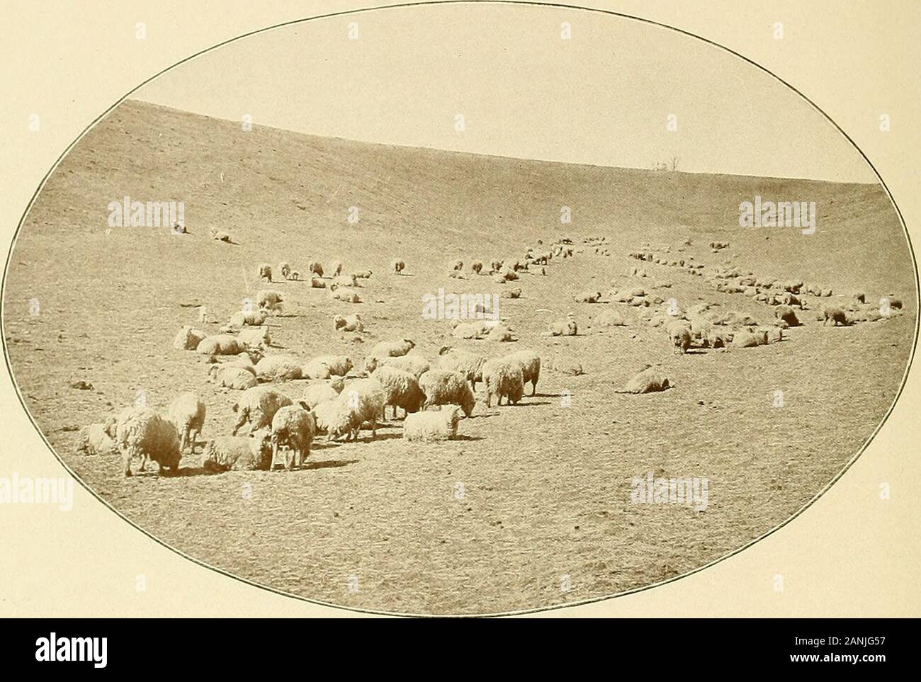 Scene e poesie da la rosa selvatica stato . hes a piedi delle nazioni. Si sollevano fuori la tua ricchezza come ocean ampia; e dire, benvenuto, envenuti tu marea umana da tutto il mondo. Benvenuto al mio colline e valli, il benvenuto al mio pianure e vales. Benvenuti tu per la frutta e la vite. Per tre volte il benvenuto al mio stordimento santuario di rosa selvatica dolce. Ricchezza, gocciolamento la ricchezza da albero di foresta. Ricchezza di bellezza in wild bird libero, XAealth di sole, ricchezza di ombra, ricchezza dove ricca vena di carbone è prevista, JMeasurelcss ricchezza, raccolti in grande si trovano attraverso th ampia o])cn gate. Sì, la ricchezza e la ricchezza e la ricchezza. E su tutti i Foto Stock