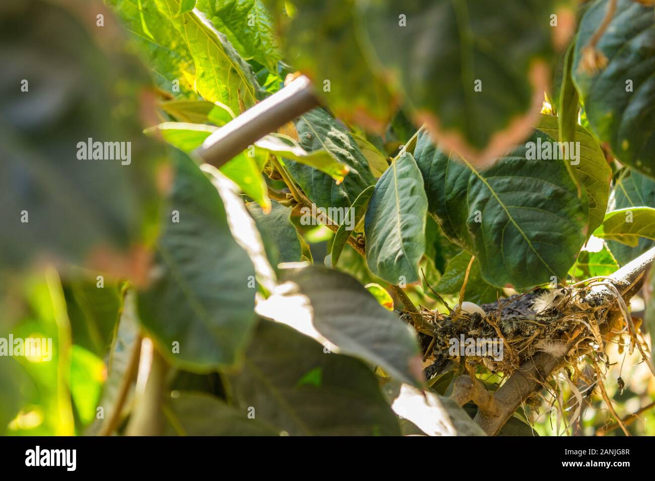 Un uovo nascosto nel nido tra le foglie verdi in una giornata di sole. Foto Stock