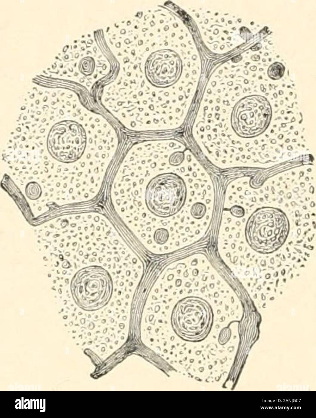 Fisiologia umana . penetrare nelle cellule epatiche(Fig. 46). In vertebrati adulti invece la ramificationsof i canalicoli fare anastomose per formare una rete intercellulari,che comunica con una speciale vacuoli nella cella protoplasma 132 fisiologia (Fig. 47). Se questi vacuoli che portano nella rete dei canalicoli biliari e osservato per la prima volta da Ptiiiger e da cellule di Kupffer,e confermato da altri, sono strutture permanenti o whetherthey sono formati solo al momento della secrezione, o producedartificially dai fluidi di colorazione iniettato attraverso i dotti biliari(che può piuttosto essere e Foto Stock