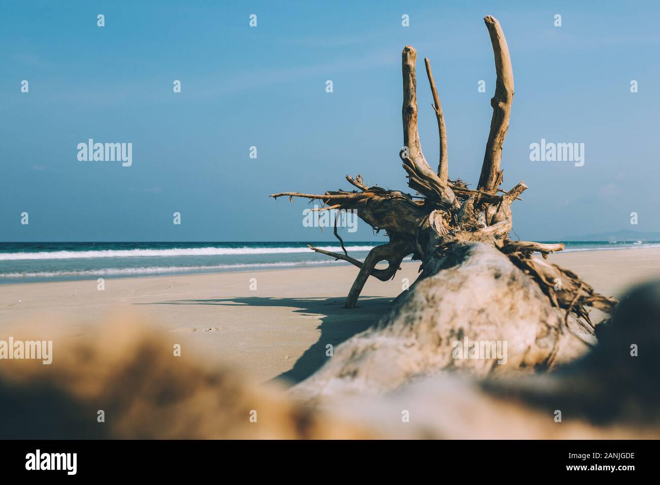 Albero secco, la radice si trova sulla riva di una spiaggia sabbiosa spiaggia vuota, spiaggia vuota, piccole onde, cielo blu, sfondo Foto Stock
