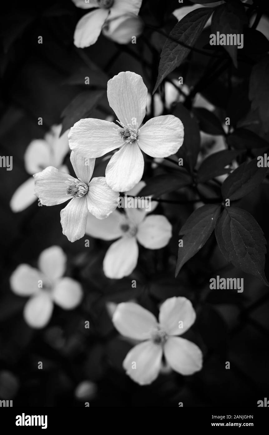 Clematide bianco fiori nel recinto di filo Foto Stock