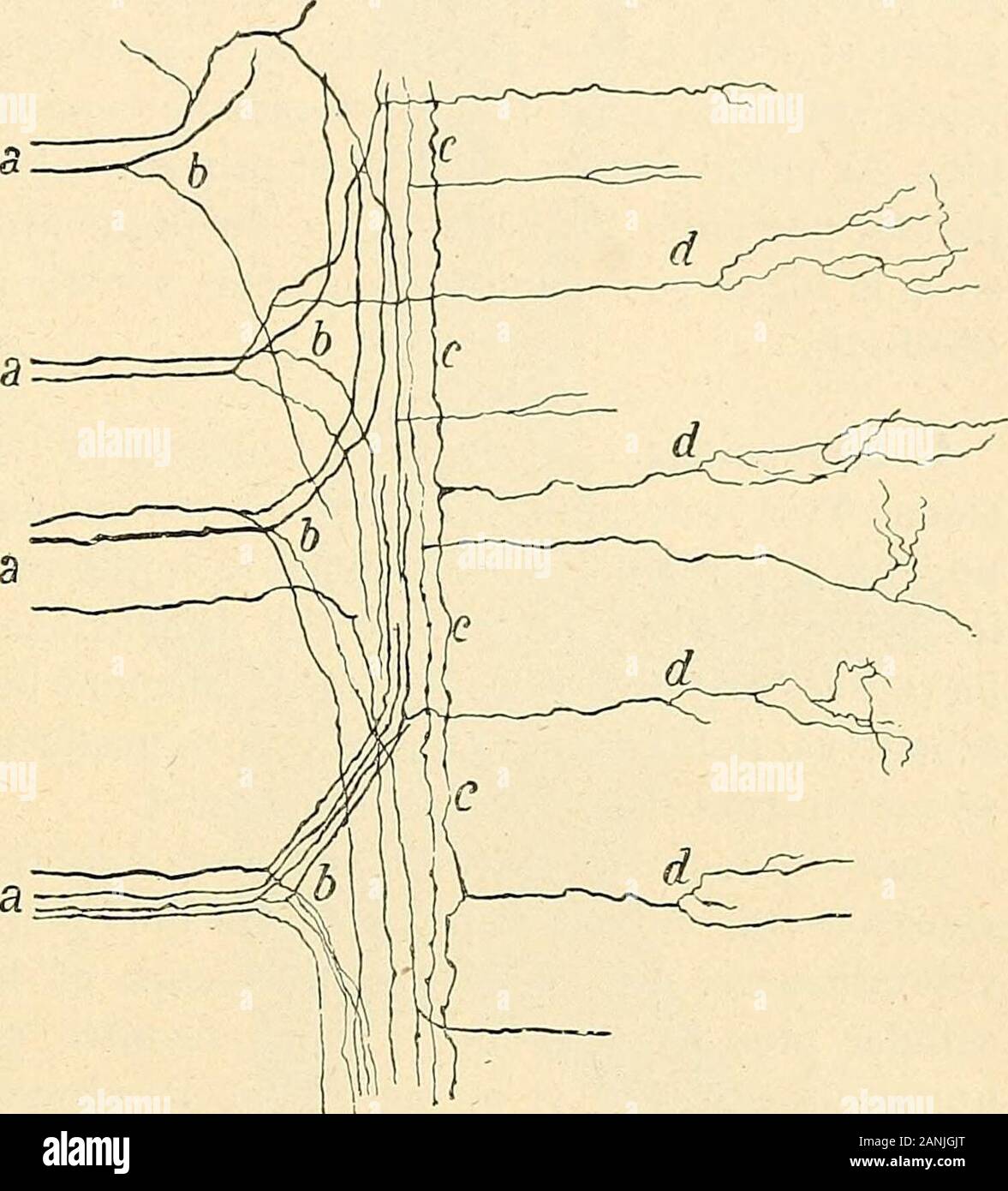 Traité d'anatomie humaine . Ces collatérales se rencon-trent à chaque pas dans létudedu névrax : cest pourciter ainsi quelques esempi, fibre queles des racines postérieures des nerfs rachidiens, à peine antipasti dans lamoelle, se bifurquent chacune en deux rami, lune ascendante, lautre des-cendante, rami qui fournissent ensuite chacune une ou plusieurs collatéralesà direzione antéro-postérieure (fig. 256,ft) ; que les fibre du corps calleux, avantde se terminer, envoient toujours vers lécorce un certain nombre de collatéralesascendantes ; que presque toutes les fibre qui costituiscono Foto Stock