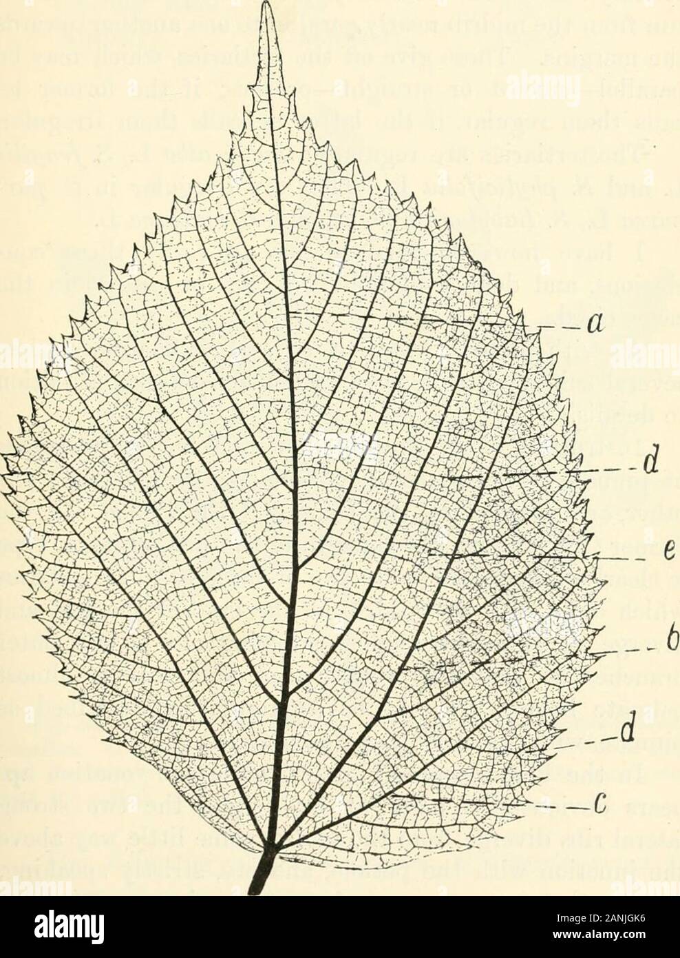 Alberi; un manuale di foresta-botanica per i boschi e il laboratorio . Fig. 20. Foglia di Crespino,Berberis vulgaris, showingreticulate venatura (ETT). v] venatura di salici 61 la venatura dei salici è stata investigata byGlatfelter, chi afferma che, a dispetto delle variazioni secondo. Fig. 21. Foglia di calce, Tilia europaa, mostrando pinnate venatura withpseudo-palmate base. Le nervature secondarie b e c alla base provengono offwith il controfiletto a a partire da una origine comune : quelli più in alto sono pinnate.d i terziari formando cross-cravatte; e rete di terminali, &c. (Ett). 62 pinnate con pseudo-PALMATE BAS Foto Stock