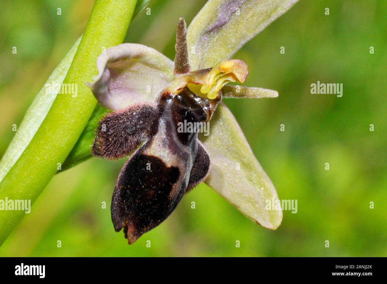 Bee Fly Orchid ibrido; piccolo orso come aspetto; calcio ricco suolo; strade. Foto Stock