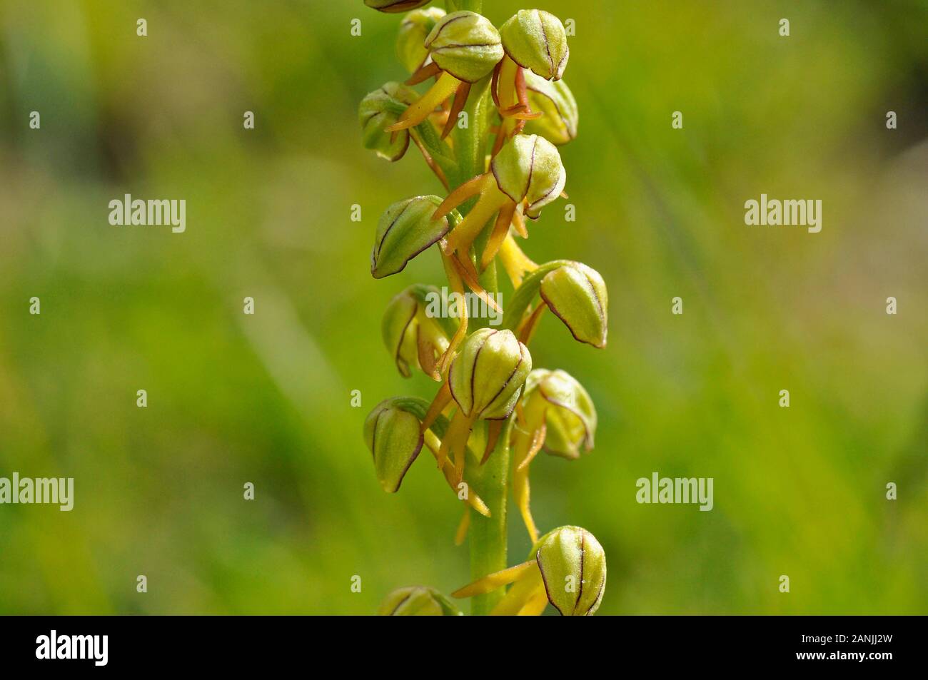 L'uomo,orchidee Orchis anthropophora,vicino fino in via di estinzione, fiori giallo verde, Wiltshire, Regno Unito Foto Stock
