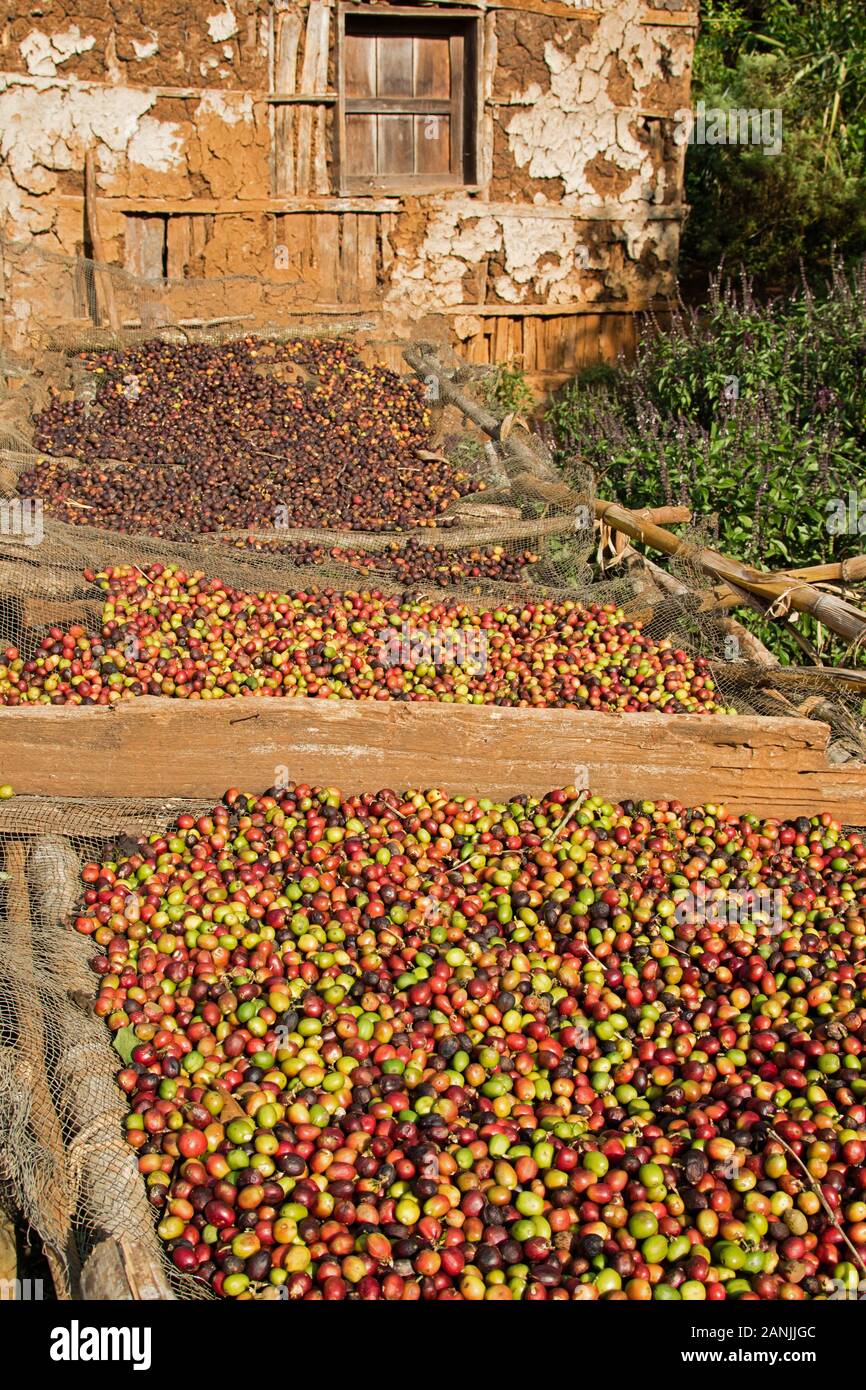Locale raccolto del caffè è di essiccazione al sole Foto Stock