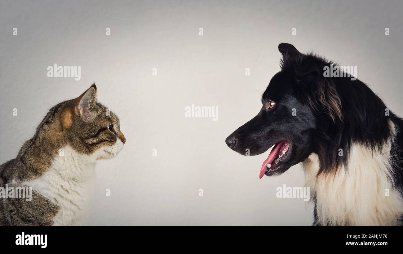 L eterno duello tra cane e gatto per il titolo di miglior pet. Kitten vs puppy rivalità, in piedi uno di fronte un altro, isolato sul muro grigio. Lea Foto Stock