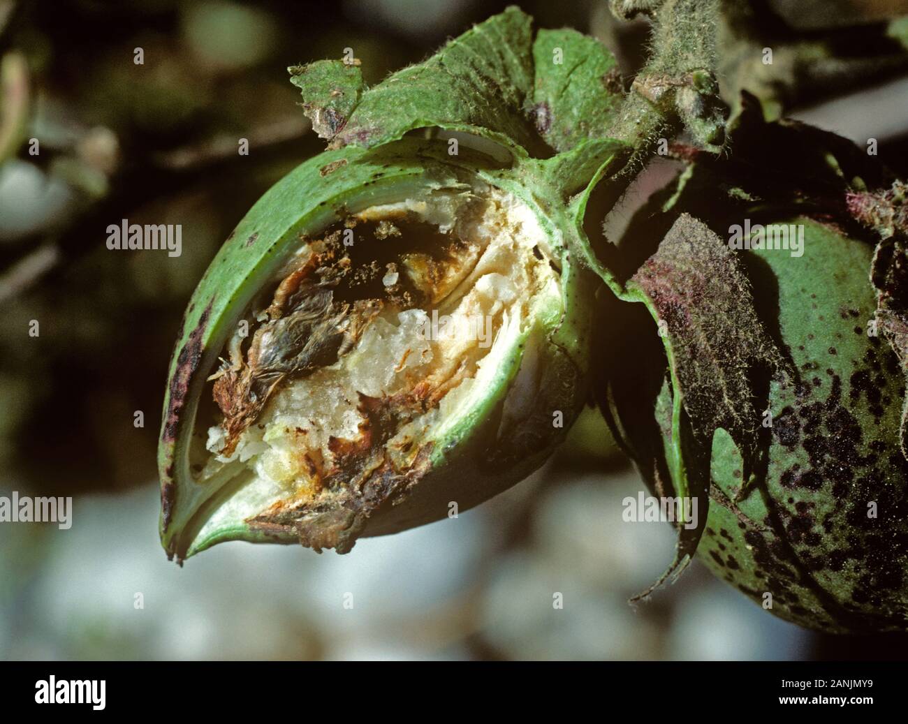 Il cotone boll gravemente danneggiata da un boll curculione (Anthonomus grandis) larva, Mississipi, STATI UNITI D'AMERICA, Ottobre Foto Stock