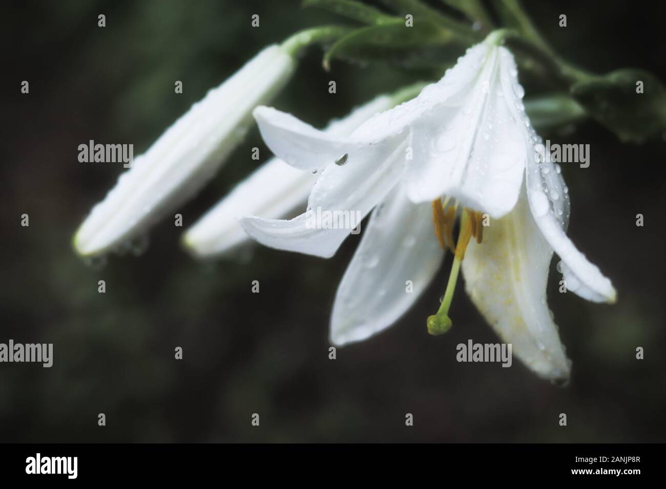 Dettaglio artistico di un fiore di Magnolia con le goccioline d'acqua. Bianco fiori di magnolia su uno sfondo scuro. Scende vicino fino dopo la pioggia. Messa a fuoco selettiva. Foto Stock
