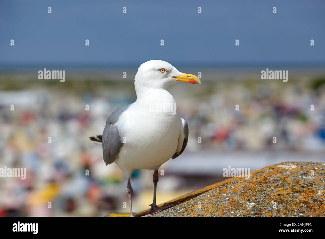 Seagull arroccato su un muro di pietra a North Beach, Borkum Foto Stock