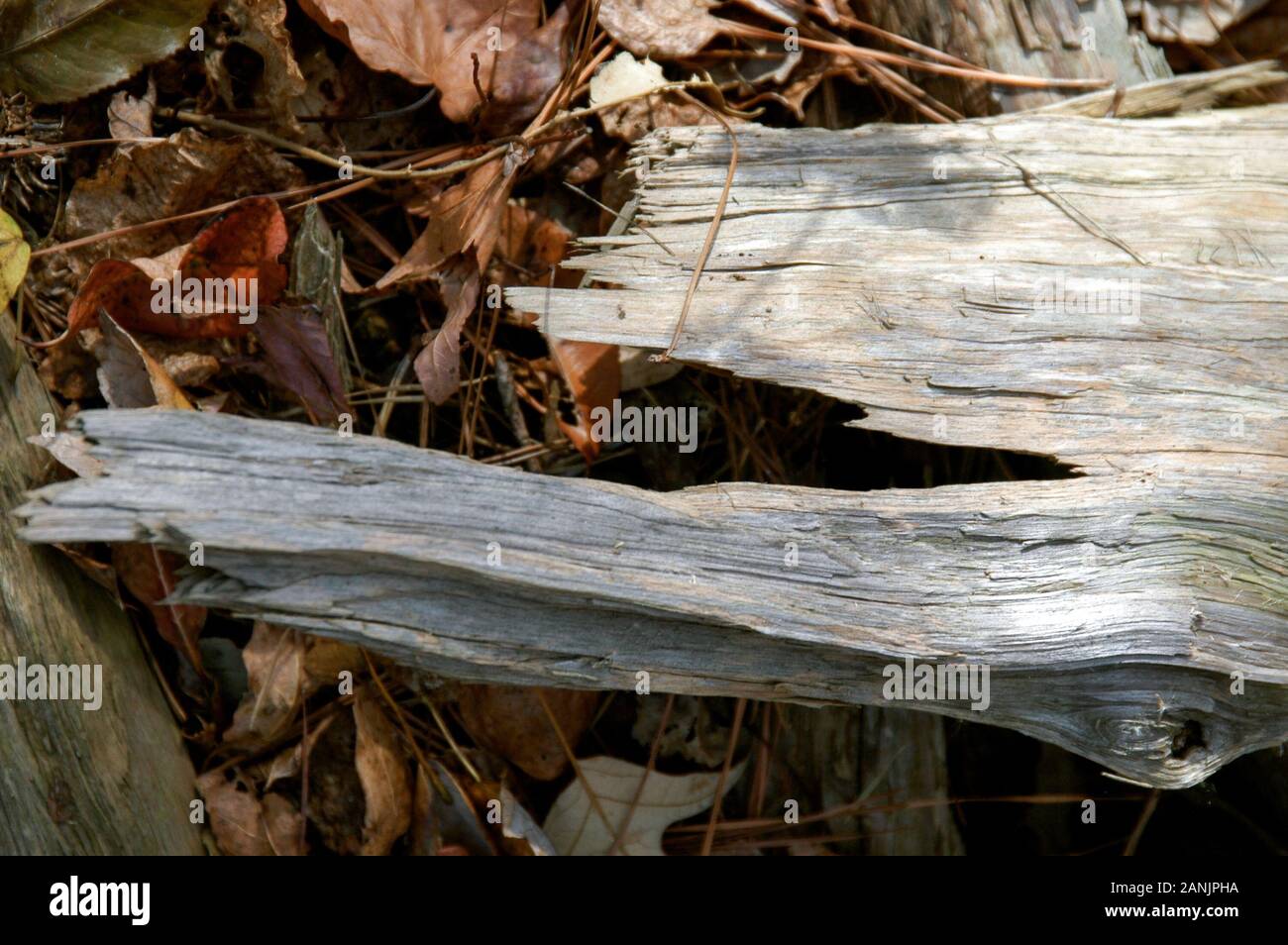Close up di un alterato e sbiancata pezzo di log circondato da foglie di autunno Foto Stock