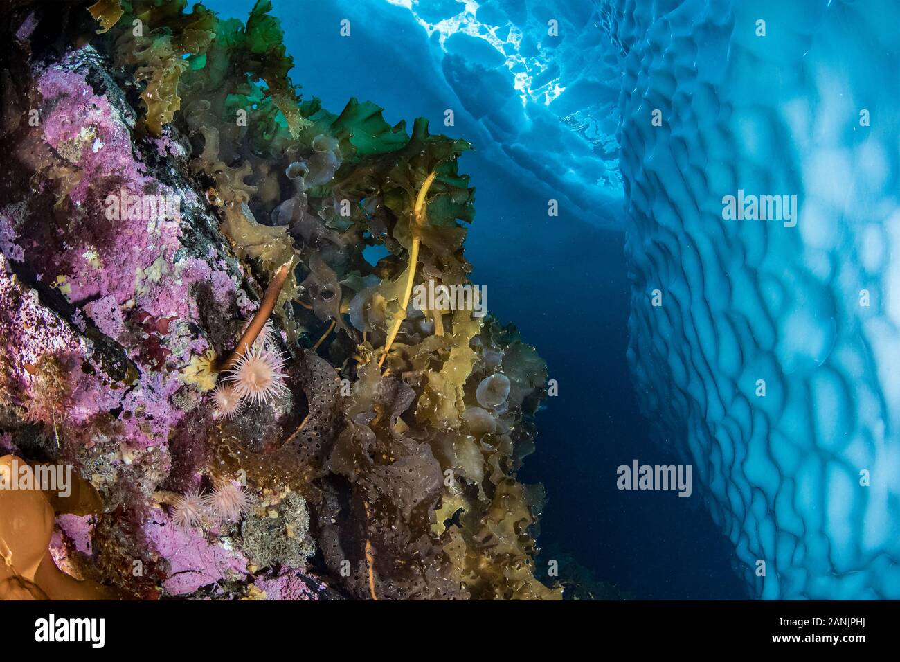 (Saccharina latissima), laminaria, un genere di 31 specie di alghe brune comunemente chiamato kelp con alcuni anemoni che copre una parete in prossimità di un iceberg, T Foto Stock