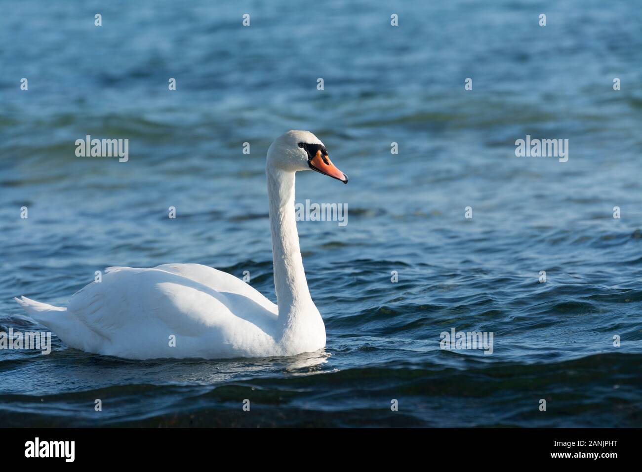 Il White Swan Cygnus Foto Stock