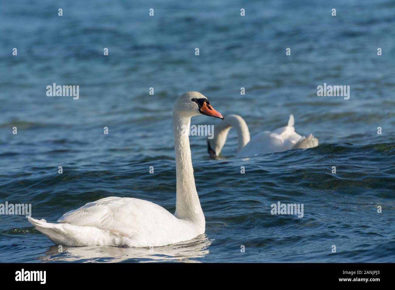 Il White Swan Cygnus Foto Stock
