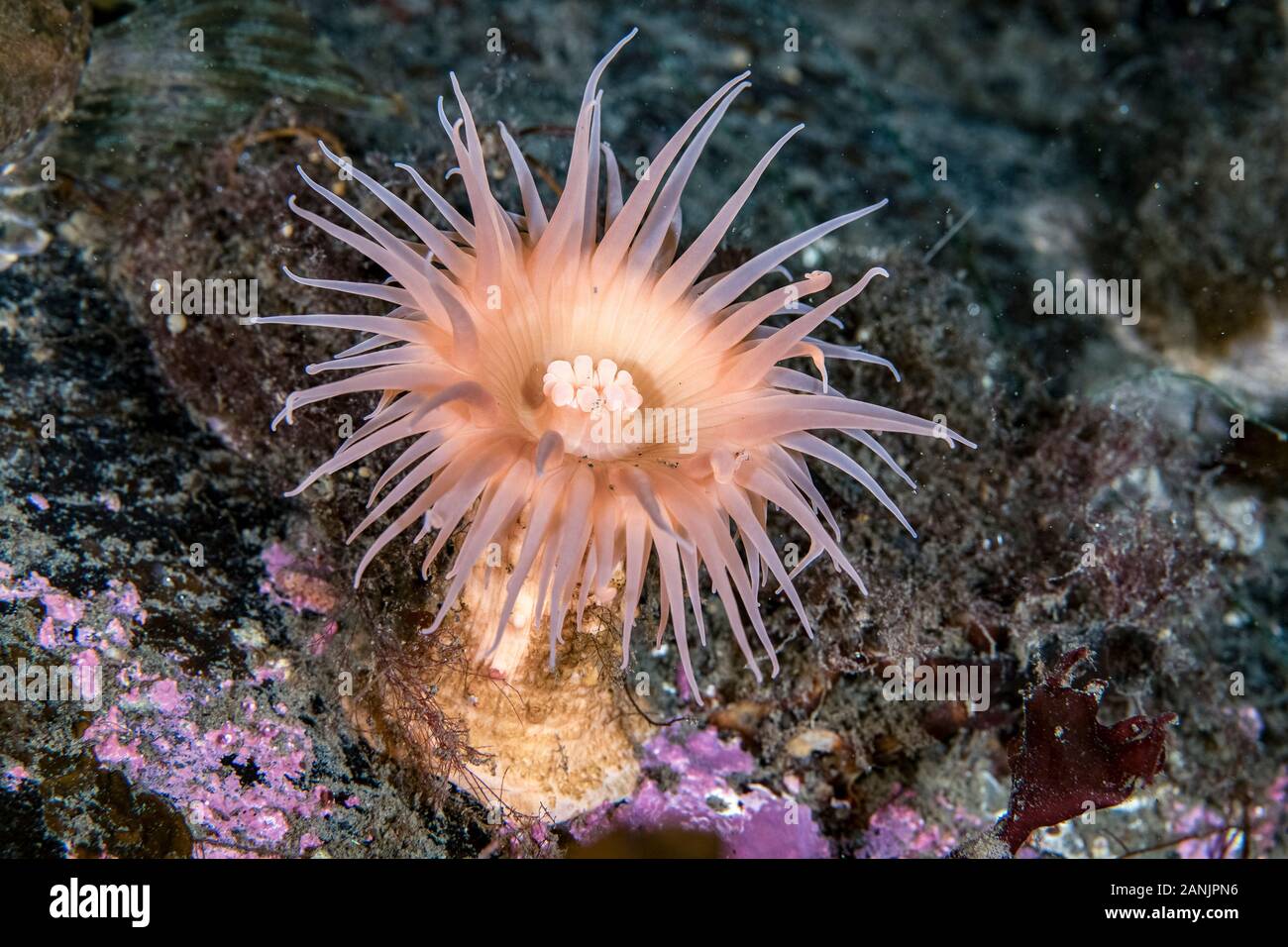 Anemone marittimo, Hormathia nodosa, Tasiilaq, est della Groenlandia, Groenlandia, Oceano Atlantico settentrionale Foto Stock