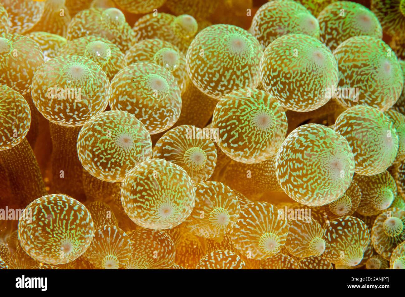 Dettaglio del bulbo tentacoli di bubble-punta anemone marittimo, Entacmaea quadricolor, Maldive, Oceano Indiano Foto Stock
