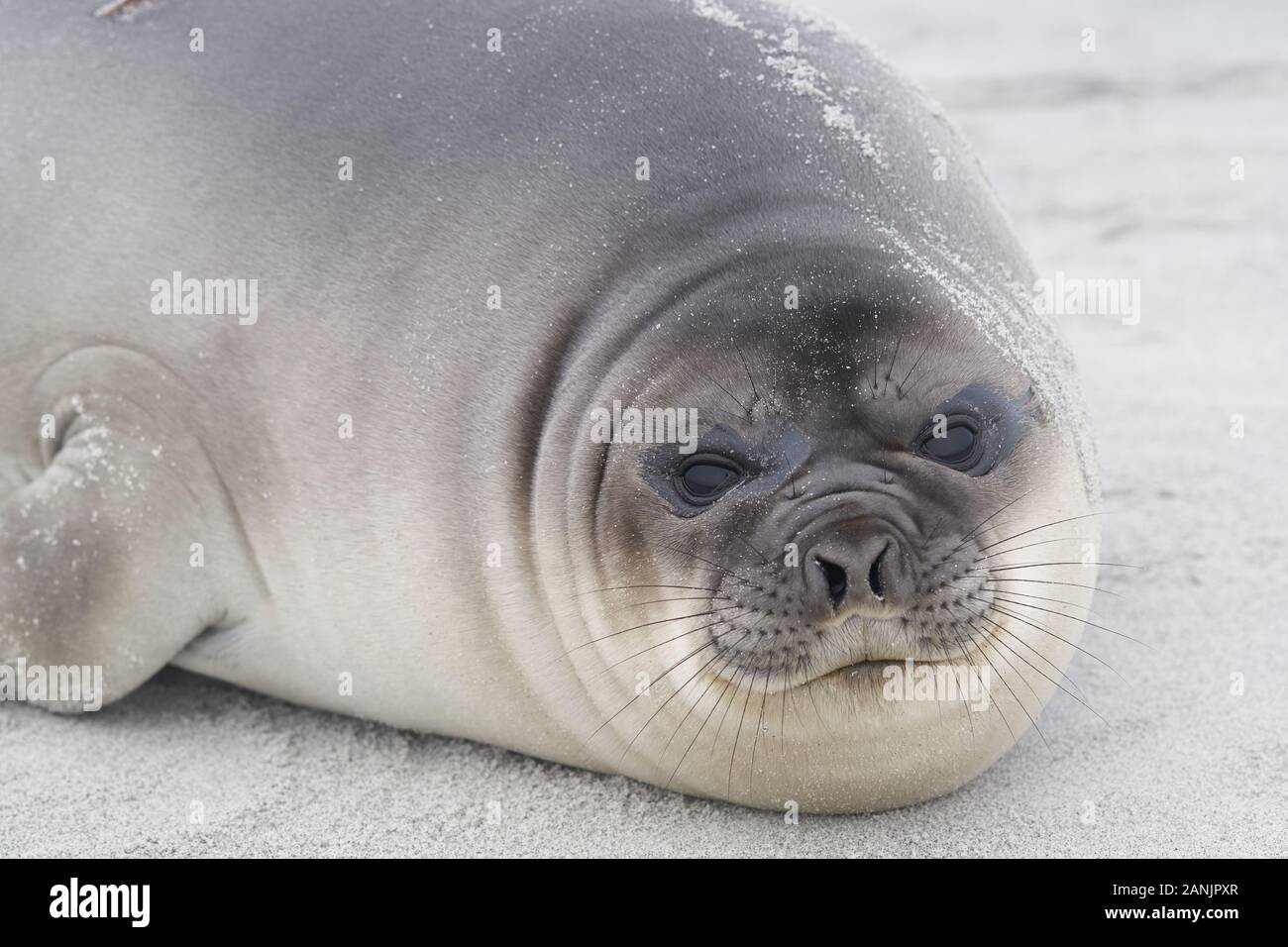Recentemente svezzato Elefante marino del sud pup (Mirounga leonina) sulla costa di Sea Lion Island nelle isole Falkland. Foto Stock