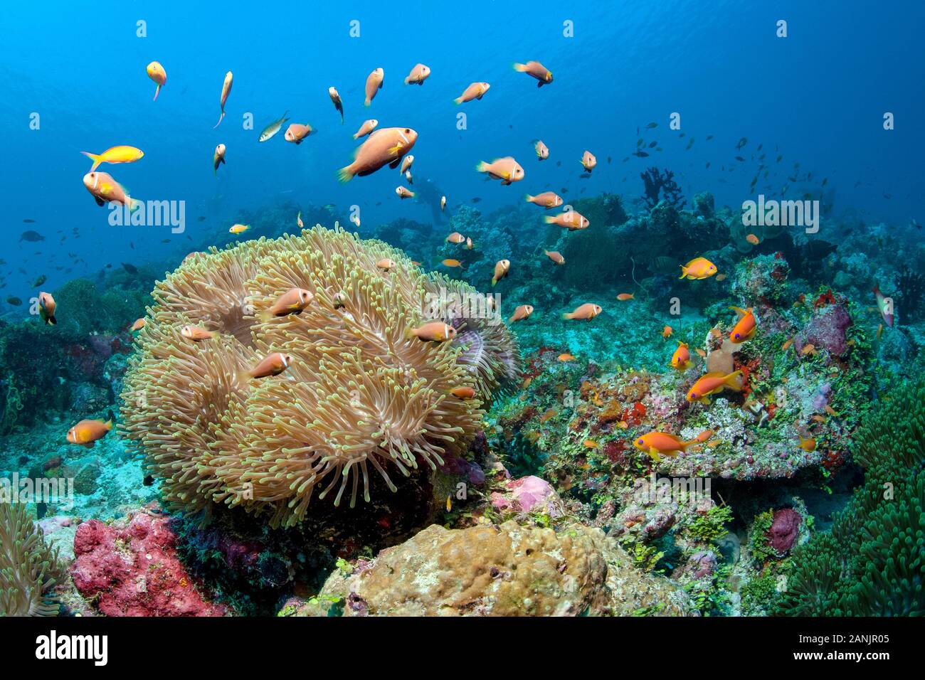 Maldive anemonefish, blackfinned anemonefish o blackfoot, anemonefish Amphiprion nigripes e il loro ospite magnifico mare anemone, Heteractis magnif Foto Stock