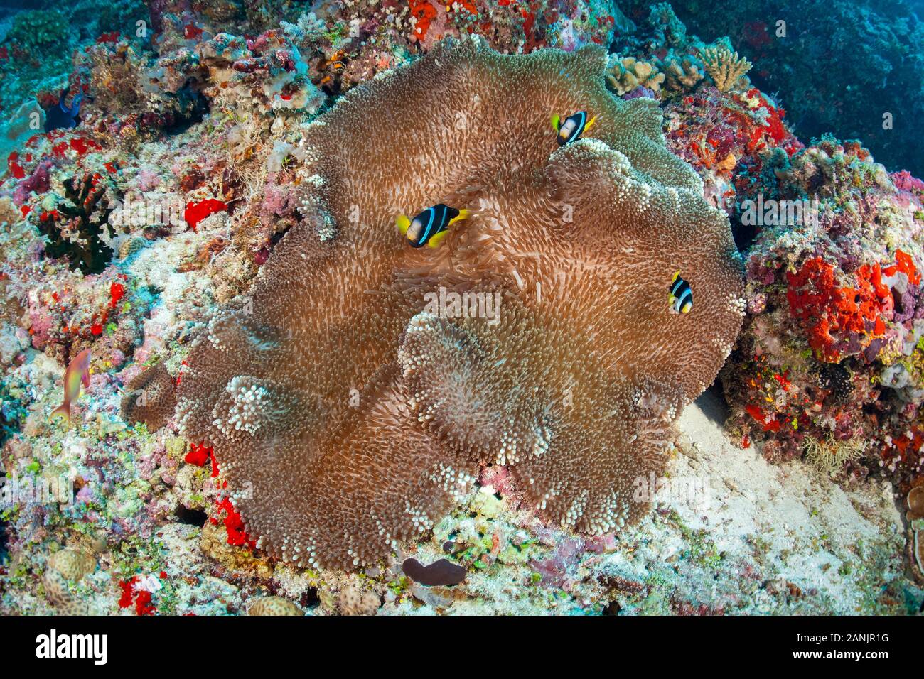 Sebae clownfish o giallo-coda, anemonefish Amphiprion sebae, Maldive, Oceano Indiano Foto Stock