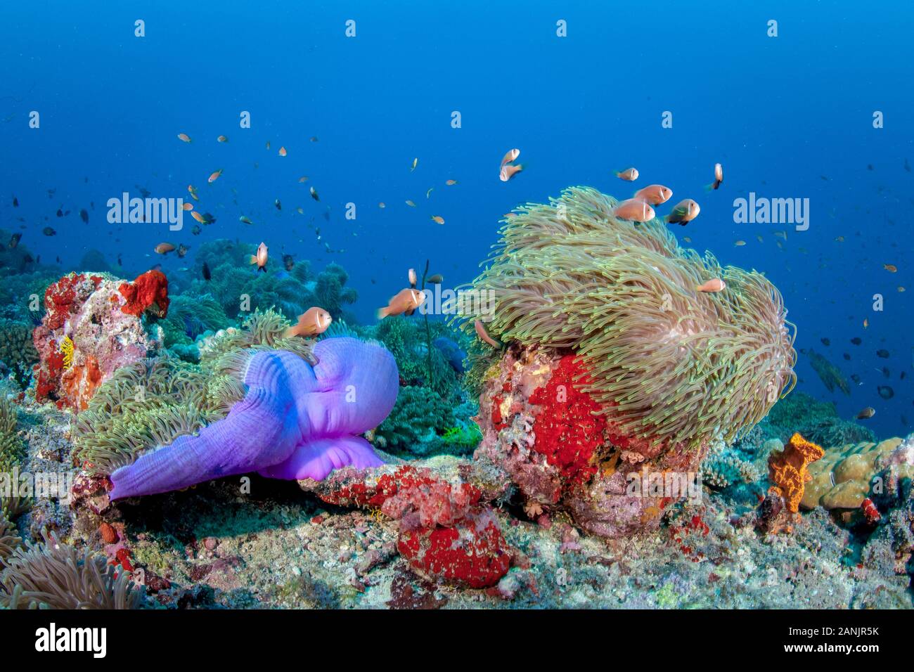 Maldive anemonefish, blackfinned anemonefish o blackfoot, anemonefish Amphiprion nigripes e il loro ospite magnifico mare anemone, Heteractis magnif Foto Stock