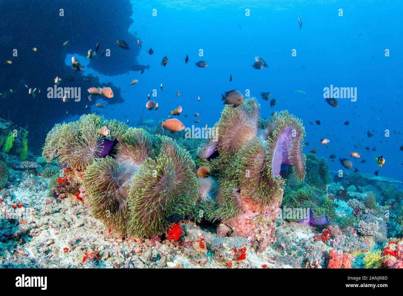 Maldive anemonefish, blackfinned anemonefish o blackfoot, anemonefish Amphiprion nigripes e il loro ospite magnifico mare anemone, Heteractis magnif Foto Stock