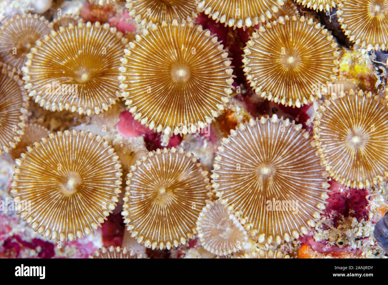 Zoanthids, specie di Palythoa, Maldive, Oceano Indiano Foto Stock