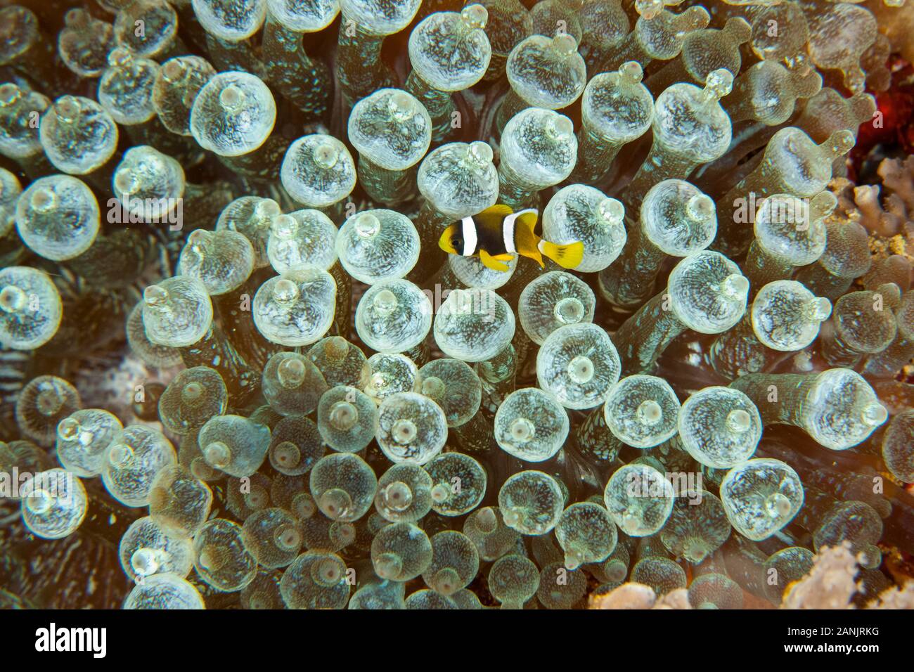 Giovani sebae clownfish o giallo-coda, anemonefish Amphiprion sebae, tra i tentacoli della lampadina di bubble-punta anemone marittimo, Entacmaea quadricolor, Maldive, Foto Stock