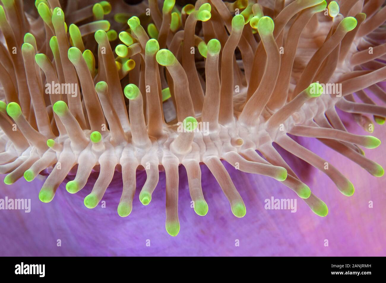 Dettaglio del magnifico mare anemone, Heteractis magnifica, Maldive, Oceano Indiano Foto Stock