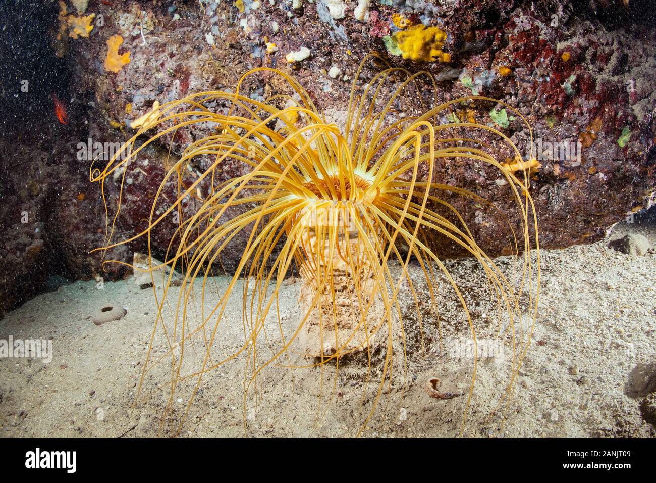 Anemone a cilindro o tubo colorato anemone, Cerianthus membranaceus, Dubrovnik, Croazia, Mare Adriatico, Mar Mediterraneo, Oceano Atlantico Foto Stock