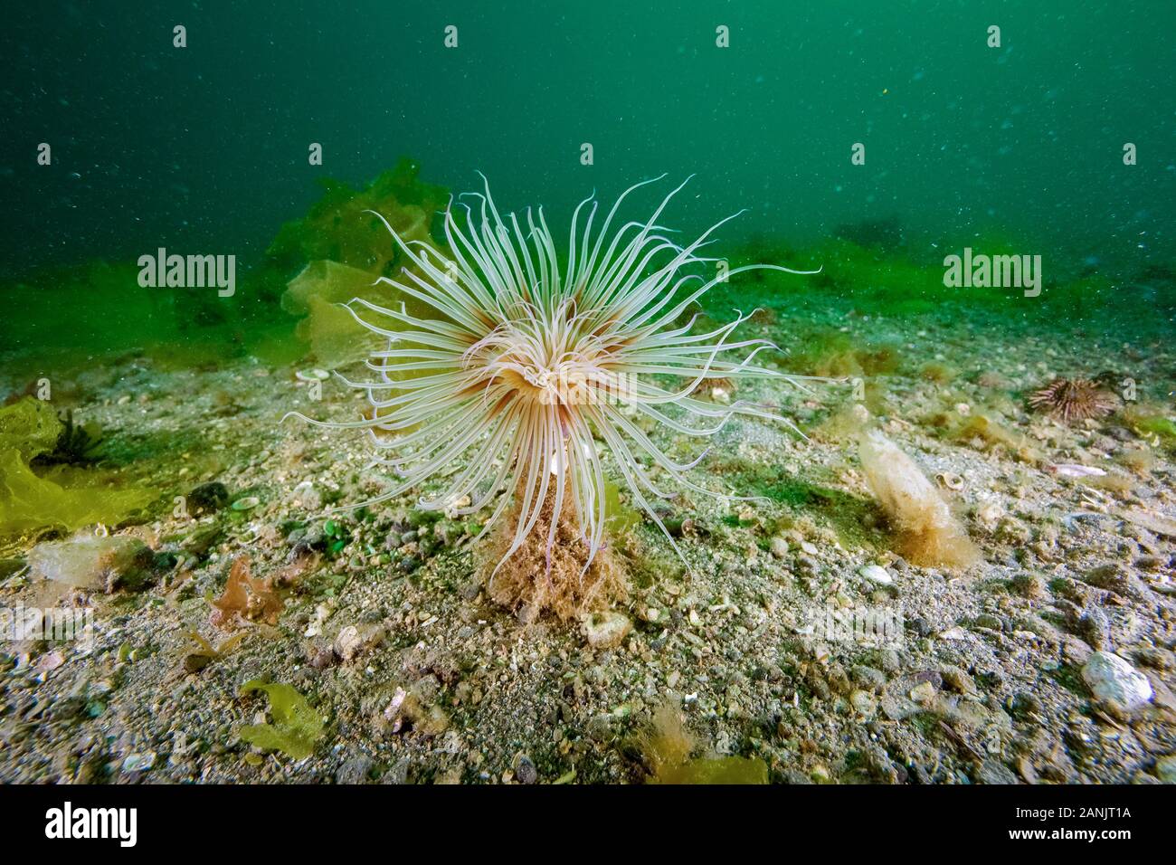 Tubo anemone, Patrimonio Naturale dell'Unesco, Puerto Piramides, Golfo Nuevo, Penisola Valdes, Chubut, Patagonia, Argentina, Oceano Atlantico Foto Stock