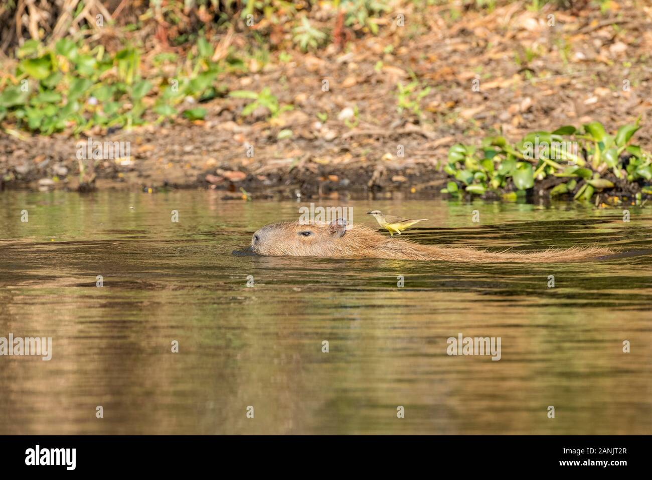 Bianco-lored spinetail (Synallaxis albilora), attacco di un giro sul retro del capibara nuoto femminile per attraversare il fiume (Hydrochoerus hydrochaeris) è Foto Stock