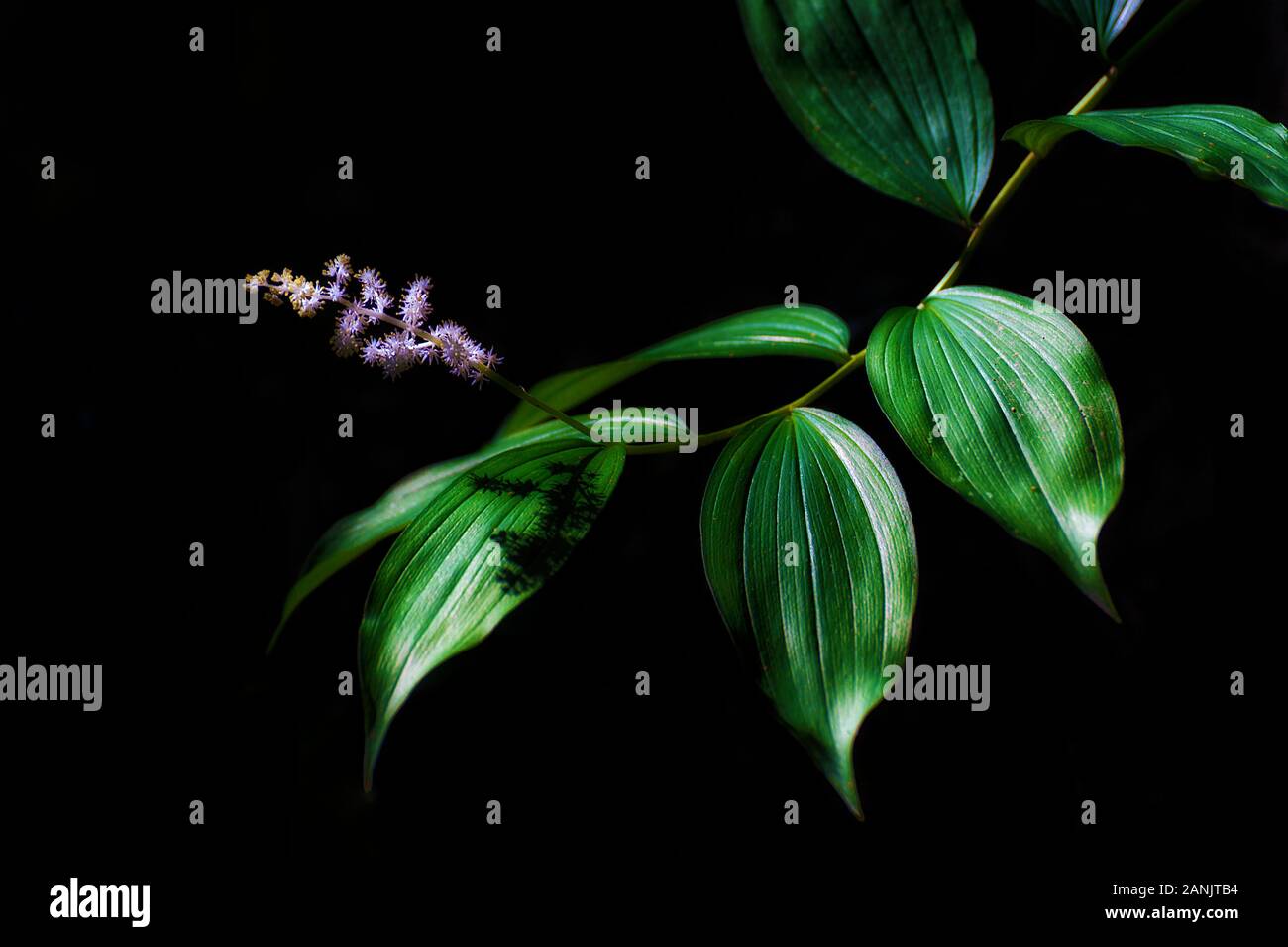 Un gambo frondoso oscuranti illuminate dalla luce del sole con delicate di viola e fiori bianchi sulla sua estremità. Foto Stock