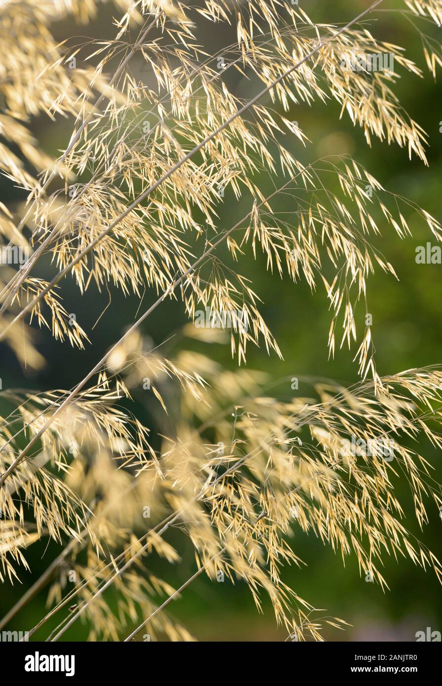 Close-up di Stipa Gigantica, gigante di erba in piuma, ago gigante erba o golden avena all' inizio dell' autunno Foto Stock