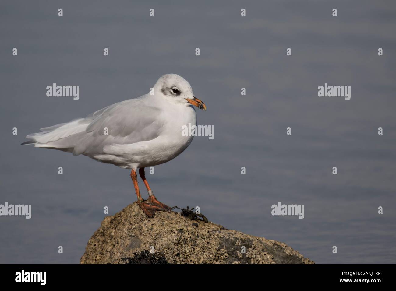 Gabbiano mediterraneo ione piumaggio invernale Foto Stock