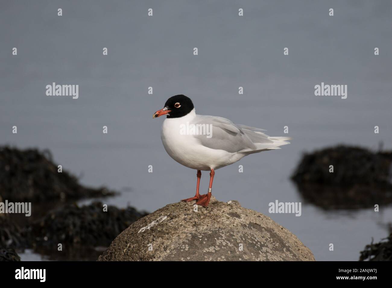 Gabbiano mediterraneo in estate piumaggio Foto Stock