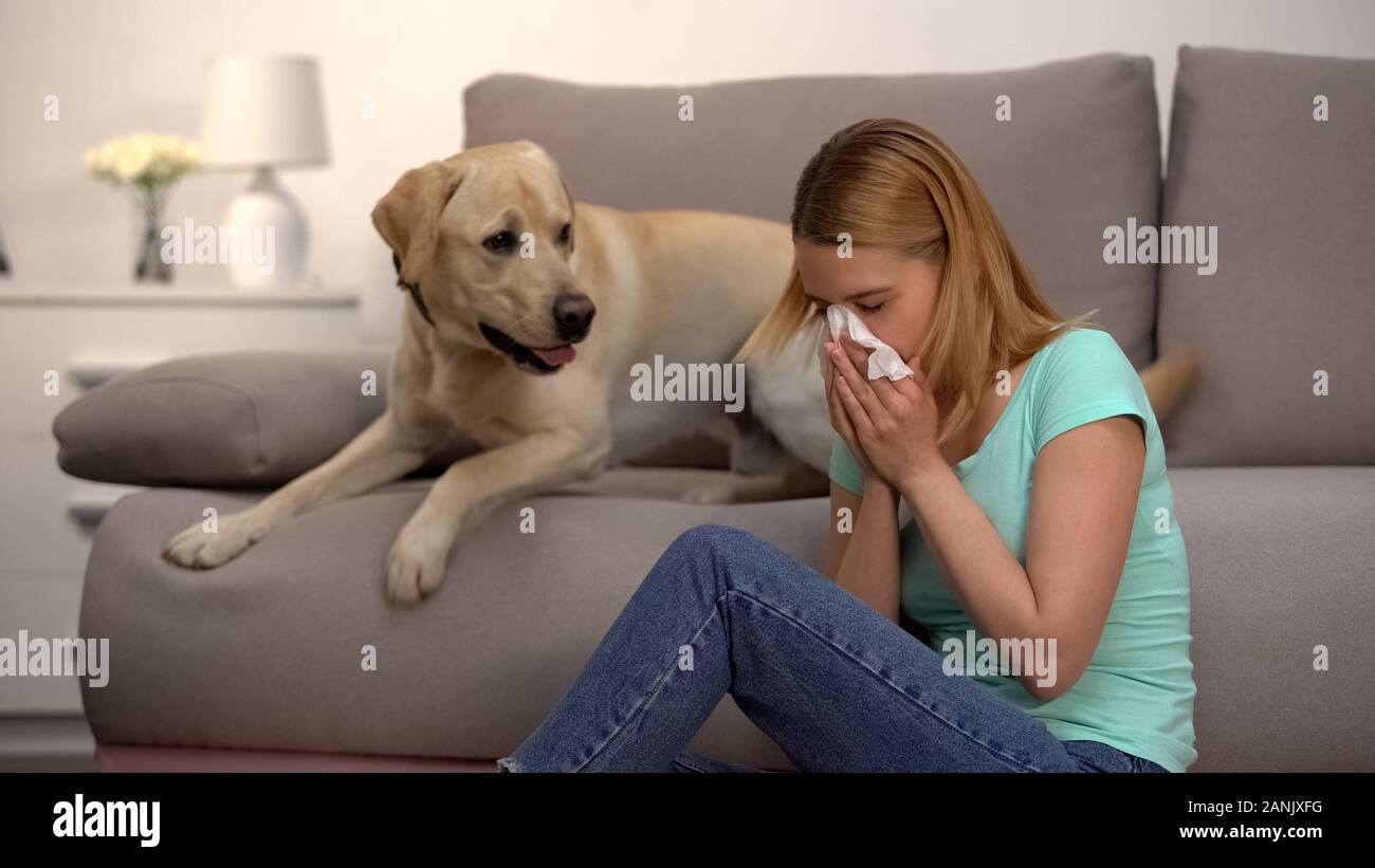 Donna seduta vicino labrador cane starnuti nel tessuto, pelliccia allergia, antistaminico Foto Stock