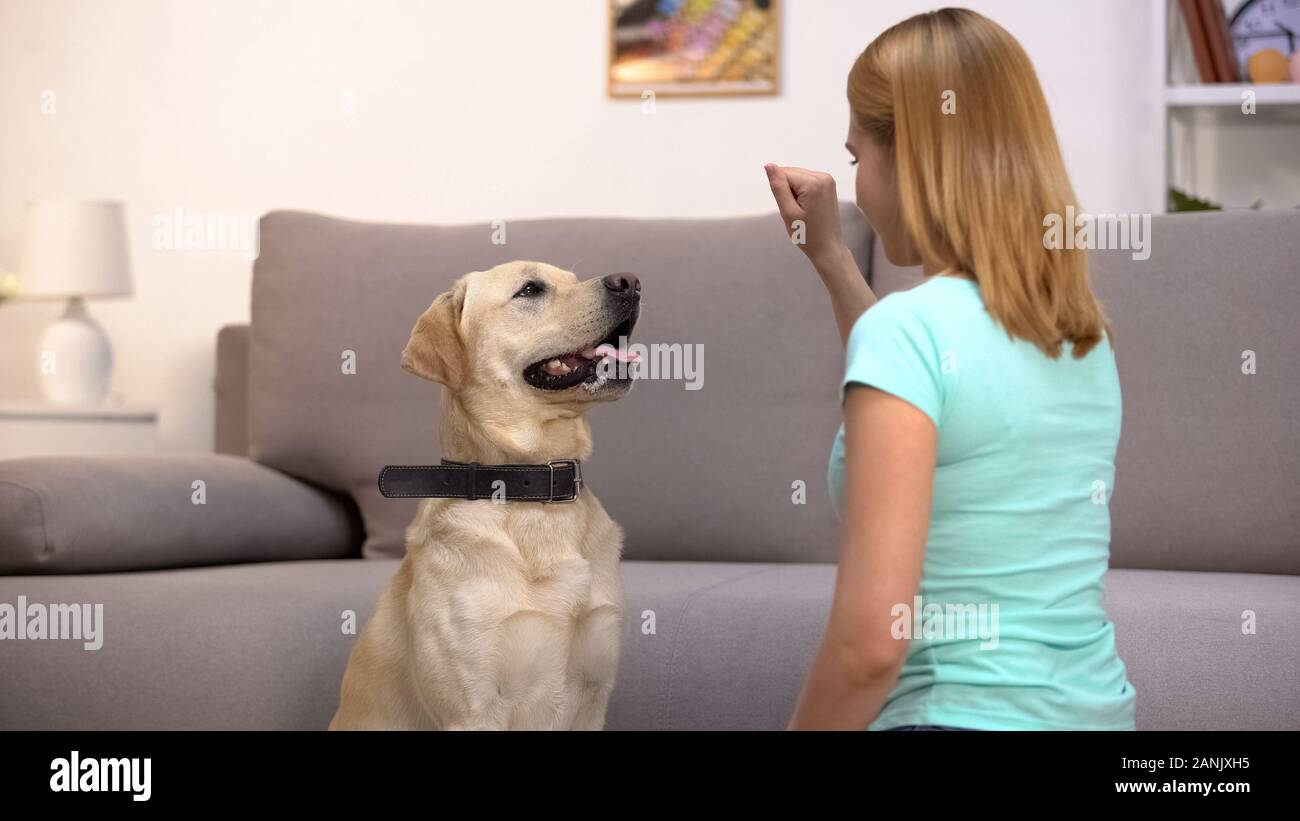 Un cane femmina proprietario insegnamento labrador pet comandi, cynology scienza, disciplina Foto Stock