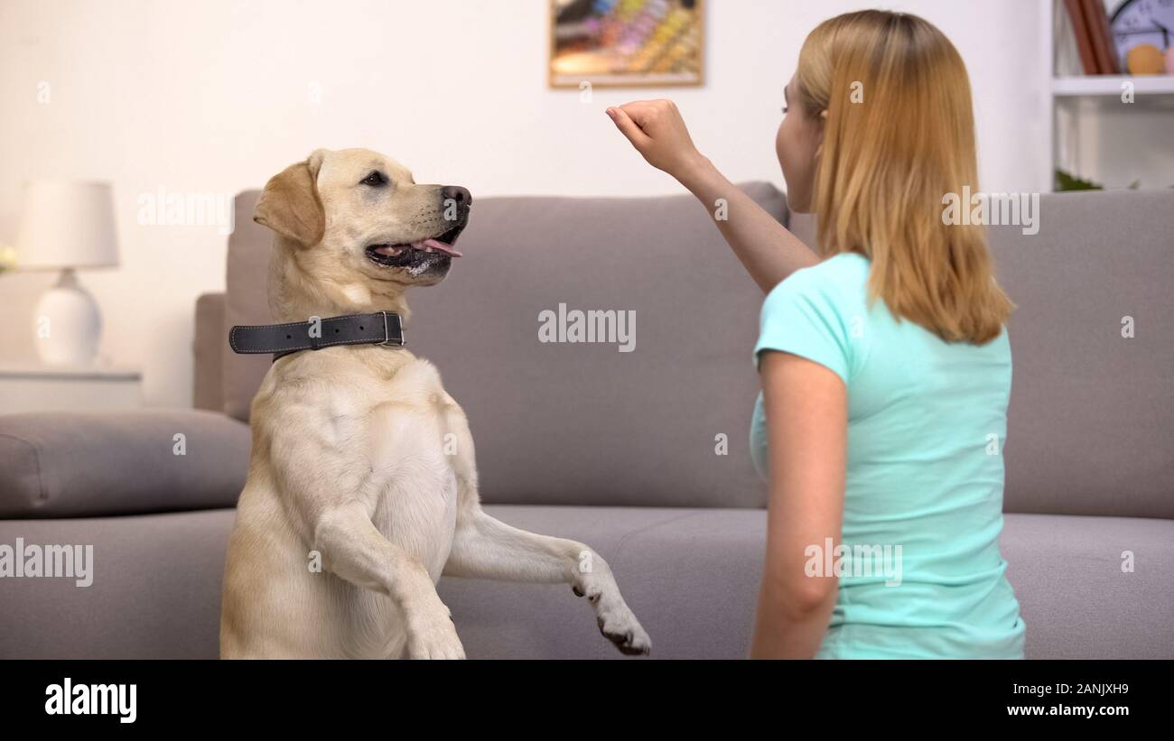 Felice proprietario di pet insegnamento comandi cane, tenendo lode o kibble di cibo cynology Foto Stock