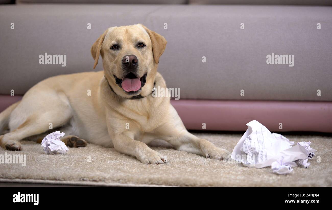 Funny labrador retriever cane che giace nei pressi di carta strappata, cattivo comportamento cucciolo Foto Stock
