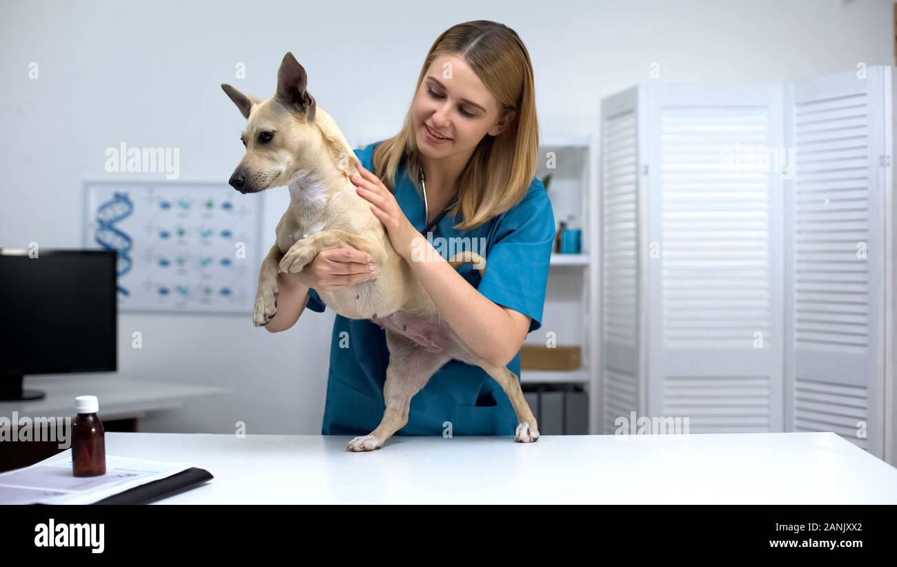 Tipo vet medico stroking divertente cane a animal clinic checkup, cura personale Foto Stock